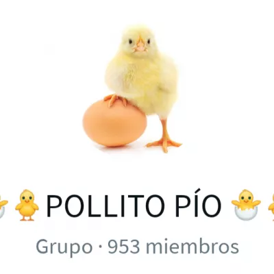 POLLITO PIO