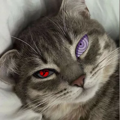 STICKERS ❤️‍🩹 ➜ VIDEOS TIK TOK MEMES FRASES MÚSICA